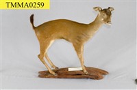 藏品(臺灣水鹿)的圖片